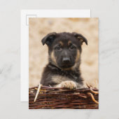 バスケットに入ったドイツの羊飼い犬 ポストカード (正面/裏面)
