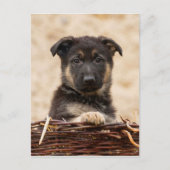 バスケットに入ったドイツの羊飼い犬 ポストカード (正面)