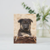 バスケットに入ったドイツの羊飼い犬 ポストカード (スタンド正面)