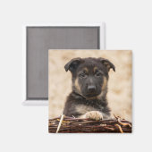 バスケットに入ったドイツの羊飼い犬 マグネット (正面/裏面)