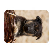 バスケットに入ったドイツの羊飼い犬 マグネット (横)