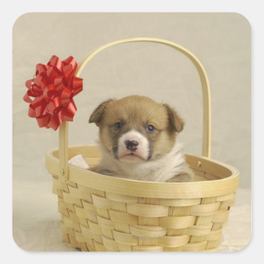 バスケットに入った子犬 スクエアシール (正面)