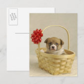 バスケットに入った子犬 ポストカード (正面/裏面)