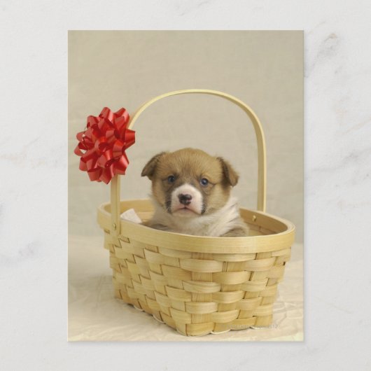 バスケットに入った子犬 ポストカード (正面)