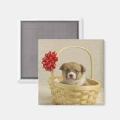 バスケットに入った子犬 マグネット (正面/裏面)