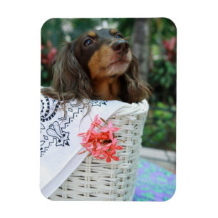 バスケットに坐っているダックスフント犬のクローズアップ マグネット