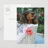 バスケットに座っているダックスフント犬のクローズアップ ポストカード (正面/裏面)