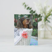 バスケットに座っているダックスフント犬のクローズアップ ポストカード (スタンド正面)