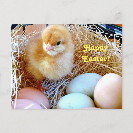 バスケットの郵便はがきのイースターひよこ シーズンポストカード (正面)
