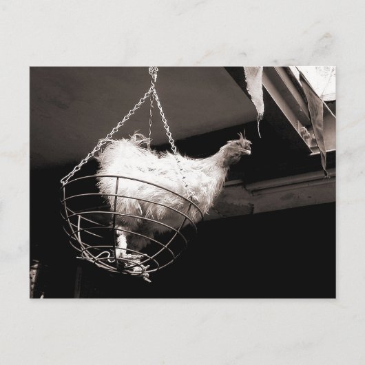 バスケットの鶏 ポストカード (正面)