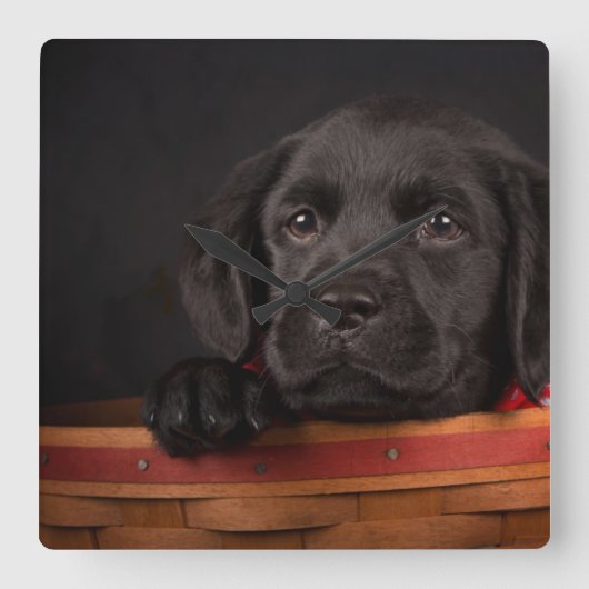 バスケットの黒いラブラドル・レトリーバー犬の子犬 スクエア壁時計 (正面)