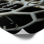 バスケットスター(Gorgonocephalus eucnemis) – ポスター (角)