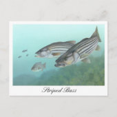 バスストライプのの絵画ポストカード ポストカード (正面)