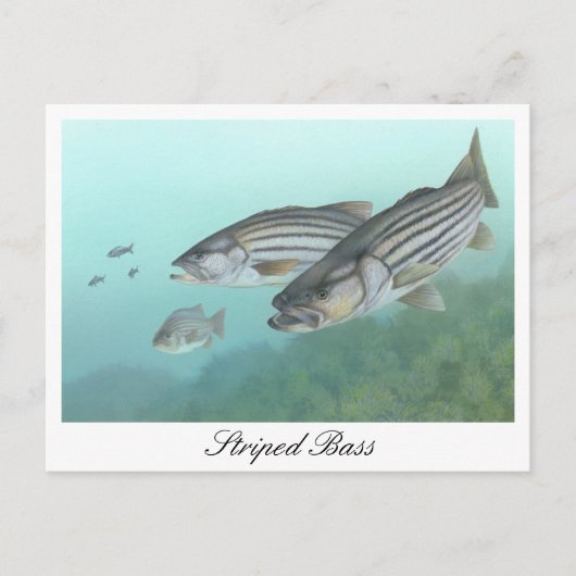 バスストライプのの絵画ポストカード ポストカード (正面)
