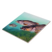 バス·アトラストライプのンティック·ストリパー タイル (側面)