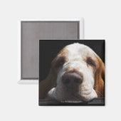 バセットの犬が頭を休めている マグネット (正面/裏面)