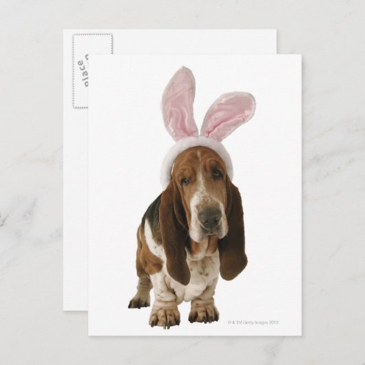 バセットはバニーの耳で満ちている ポストカード (正面/裏面)
