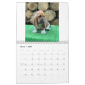 バセットハウンドの子犬のカレンダー カレンダー (3月 2027)