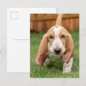 バセットハウンドの子犬の散歩 ポストカード (正面/裏面)