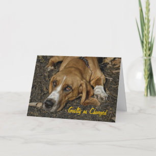 バセットハウンドの救助犬のMableの謝罪 カード
