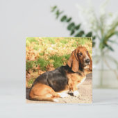 バセットハウンドシッター招待状 招待状 (スタンド正面)