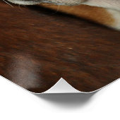 バセットハウンド2 ポスター (コーナー)