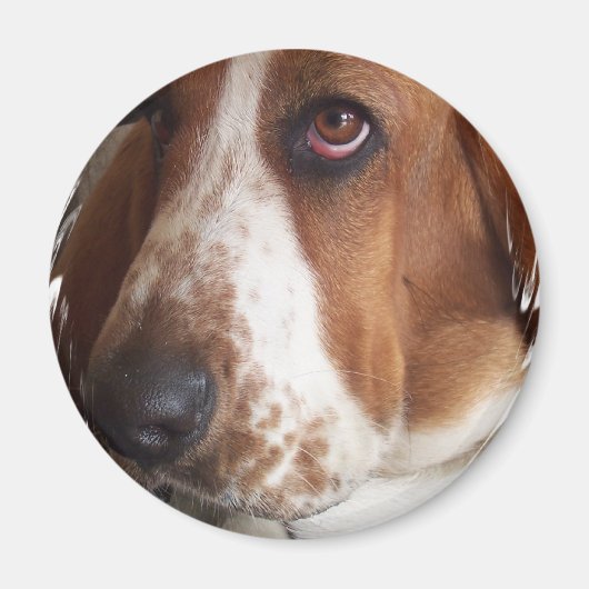 バセット犬サーキュラーマグネット マグネット (正面)