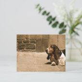 バセット・ハウンド ポストカード (スタンド正面)