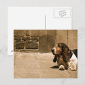 バセット・ハウンド ポストカード (正面/裏面)