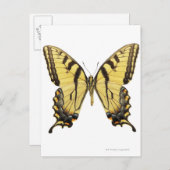 バタフライのクローズアップ2 ポストカード (正面/裏面)