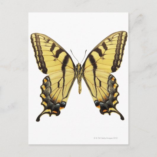 バタフライのクローズアップ2 ポストカード (正面)