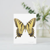バタフライのクローズアップ2 ポストカード (スタンド正面)