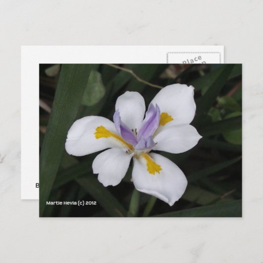 バタフライアイリス ポストカード (正面/裏面)