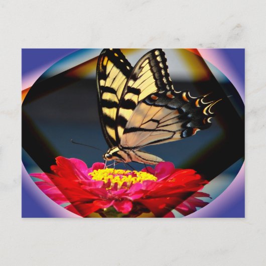 バタフライアートハガキ ポストカード (正面)