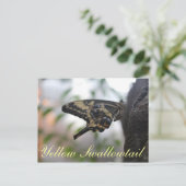 バタフライイエローアゲハチョウ# 1 ポストカード (スタンド正面)