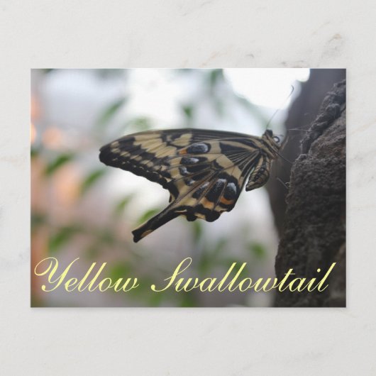 バタフライイエローアゲハチョウ# 1 ポストカード (正面)