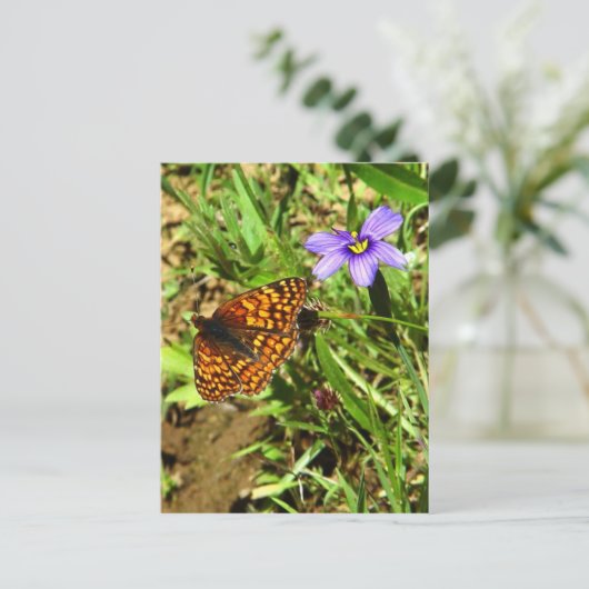 バタフライイン春 ポストカード (スタンド正面)