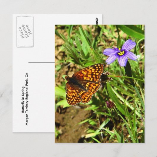 バタフライイン春 ポストカード (正面/裏面)