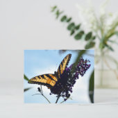 バタフライイースタンタイガーアゲハチョウ写真 ポストカード (スタンド正面)
