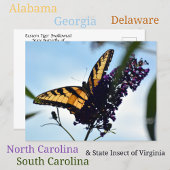 バタフライイースタンタイガーアゲハチョウ写真 ポストカード