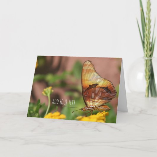 バタフライウィングズ – バターフリス&ドルフィンズ シーズンカード (正面)