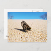 バタフライオンザビーチ葉書 ポストカード (正面/裏面)