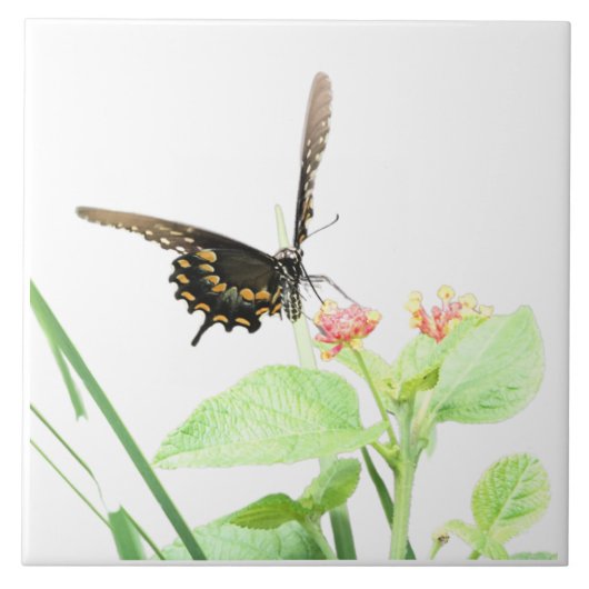 バタフライオンランタナ，オンホワイト タイル (正面)