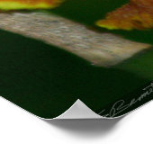 バタフライオーキッドポスター–24x36 – その他のサイズも ポスター (角)