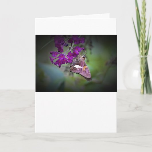 バタフライカード カード (正面)