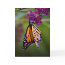 バタフライカード