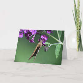 バタフライカード カード