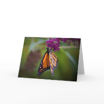 バタフライカード