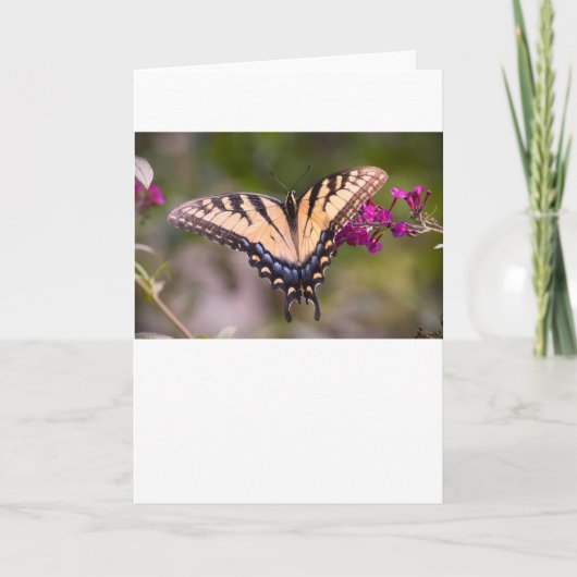 バタフライカード カード (正面)