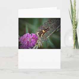 バタフライカード カード